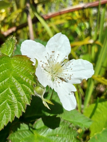 Tajberry — Bild 4