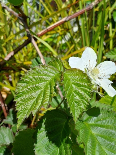 Tajberry — Bild 3