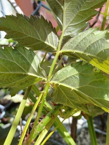 Tajberry — Bild 2