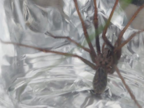 Tegenaria Atrica — Bild 4