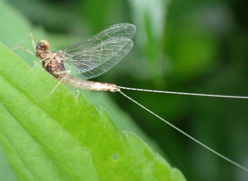Majtka stawowa — Bild 5