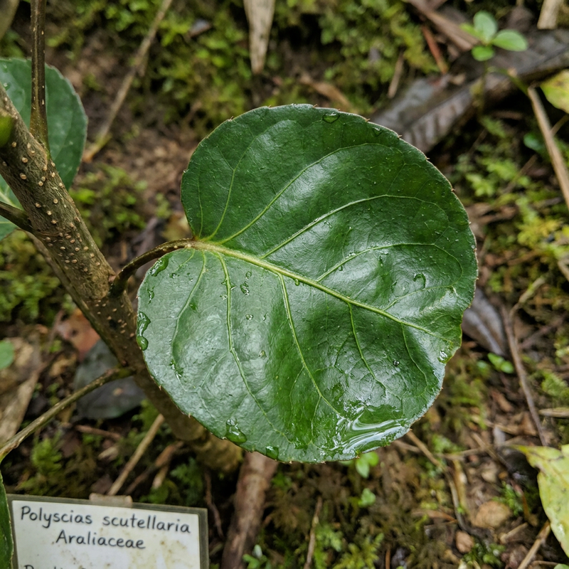Płyta Aralia
