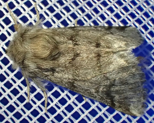 Taumetopoea Pityocampa — Bild 2