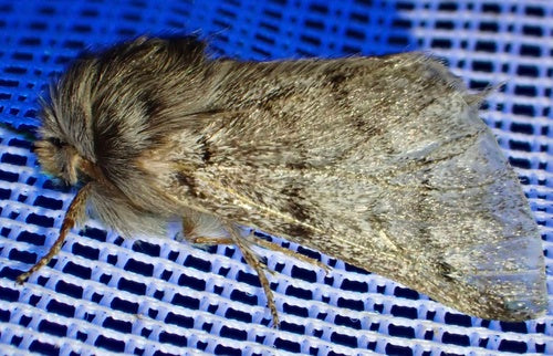Taumetopoea Pityocampa — Bild 1