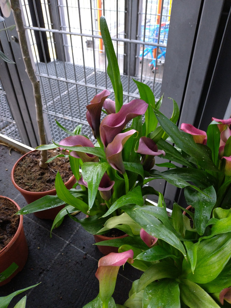 Calla — Bild 2