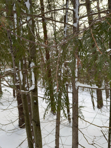 Tuja — Bild 2