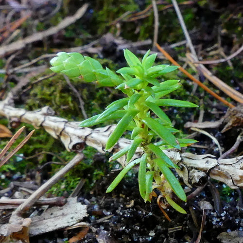 Tuja — Bild 3