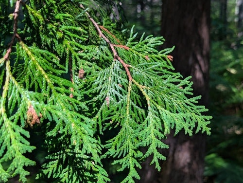 Tuja — Bild 5