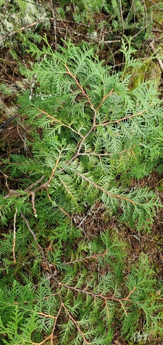 Tuja — Bild 4