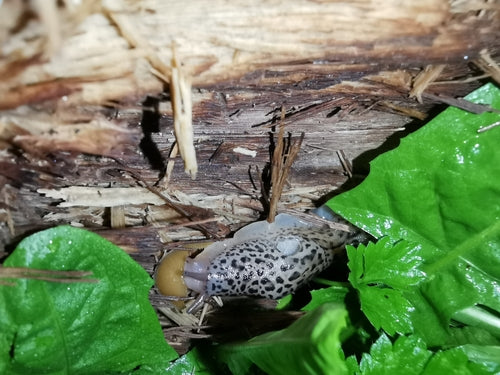 Ślimak tygrysi Limax Maximus — Bild 3