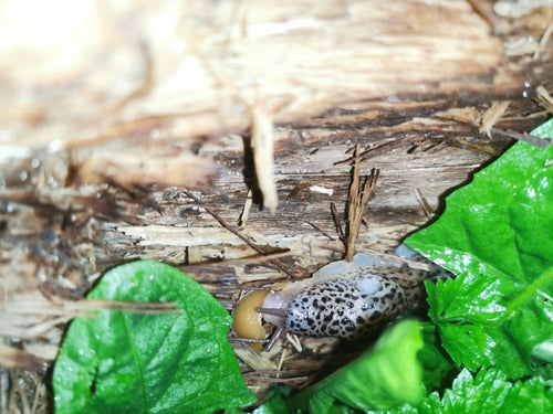 Ślimak tygrysi Limax Maximus — Bild 2