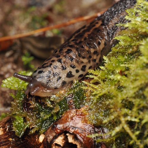 Ślimak tygrysi Limax Maximus — Bild 1