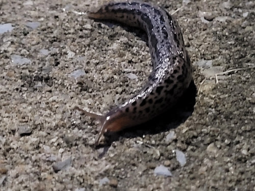 Ślimak tygrysi Limax Maximus — Bild 5