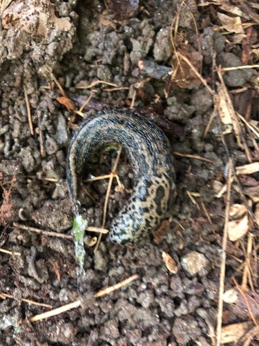 Ślimak tygrysi Limax Maximus — Bild 4