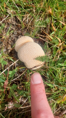 Miotełka do garnków — zdjęcie 3 z 9