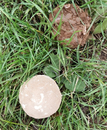 Miotełka do garnków — zdjęcie 2 z 9