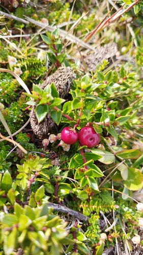 Mirt torfowy — Bild 3