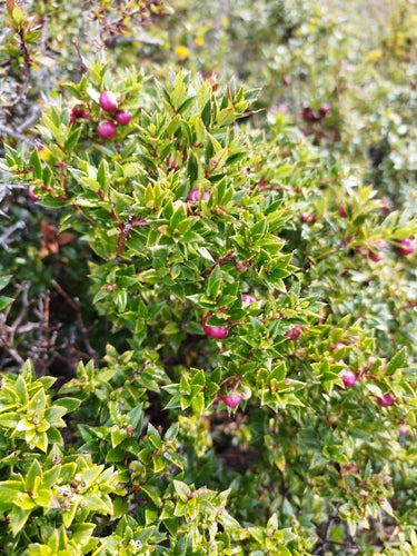 Mirt torfowy — Bild 1