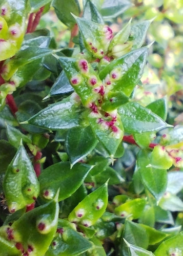 Mirt torfowy — Bild 5