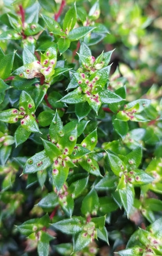 Mirt torfowy — Bild 4