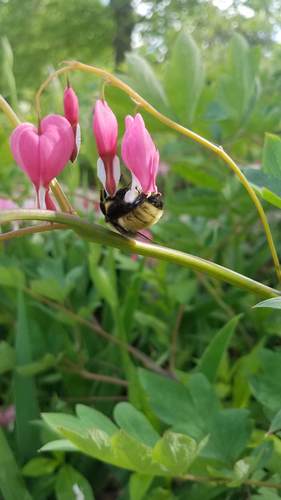 Lak wonny — Bild 5