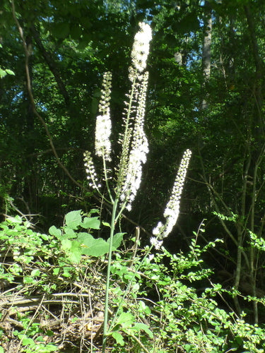Czarny kohosh — Bild 3
