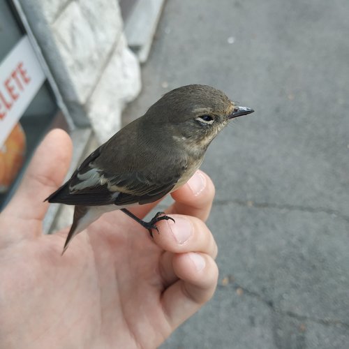 muchołówka żałobna — zdjęcie 3 z 10