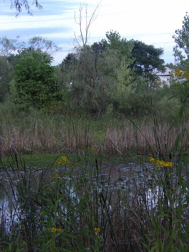 Wierzba płacząca — Bild 3