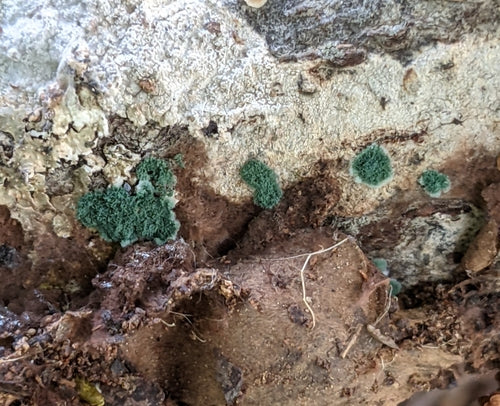 Trichoderma wirusowa — Bild 1