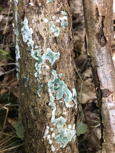 Trichoderma wirusowa — Bild 2