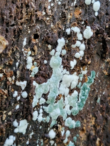 Trichoderma wirusowa — Bild 2