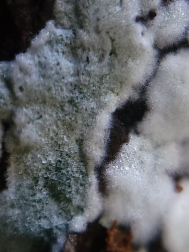 Trichoderma wirusowa — Bild 3