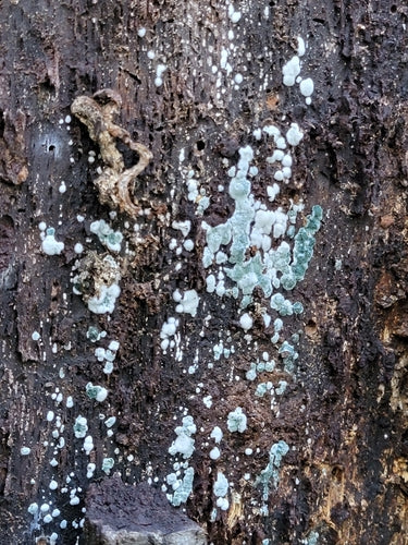 Trichoderma wirusowa — Bild 4