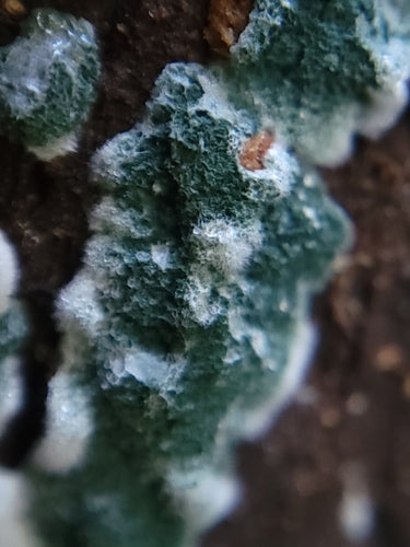 Trichoderma wirusowa — Bild 5