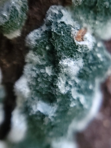 Trichoderma wirusowa — Bild 3