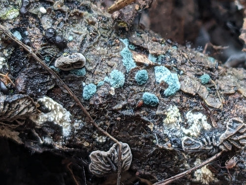 Trichoderma wirusowa — Bild 1