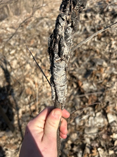 Trichotecium różany — Bild 3
