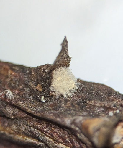 Trichotecium różany — Bild 5