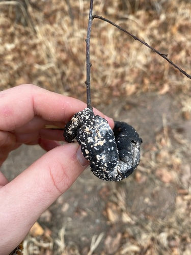 Trichotecium różany — Bild 4