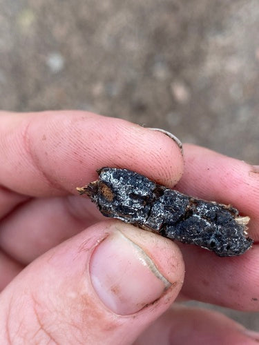 Trichotecium różany — Bild 1
