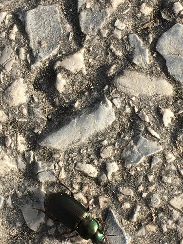Trogidy — Bild 3