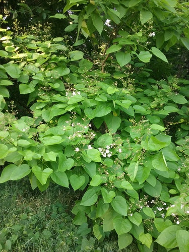 Drzewo trąbkowe — Bild 4