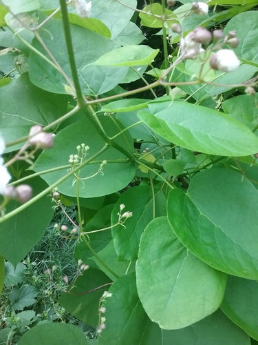 Drzewo trąbkowe — Bild 3