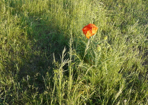 Turecki mak — Bild 3