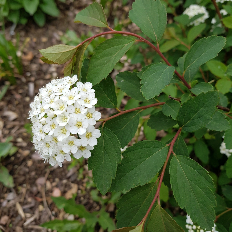 Spirea Vanhoutte’a