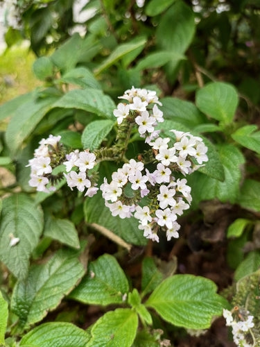 kwiat wanilii — Bild 5