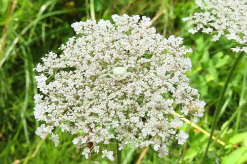 Zmienny pająk krabowy — Bild 4
