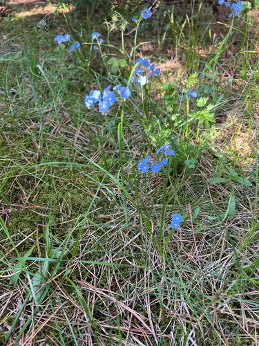 Niezapominajki — Bild 4