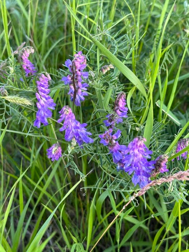 Wyka ptasia — Bild 2