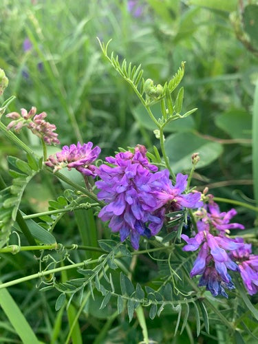 Wyka ptasia — Bild 2